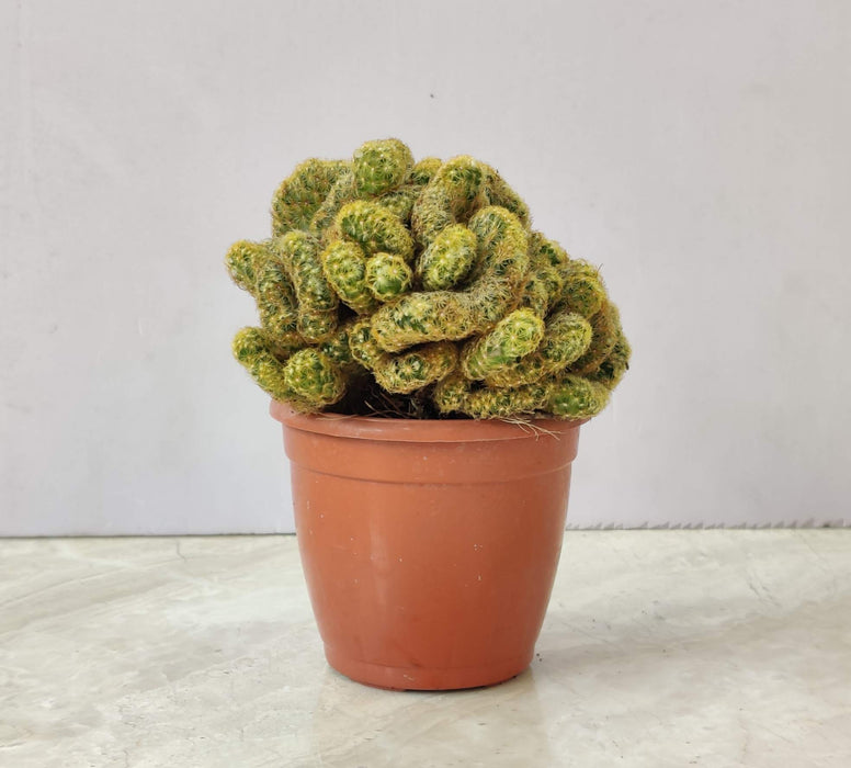 Small Peyote Cactus  8.5 cm pot