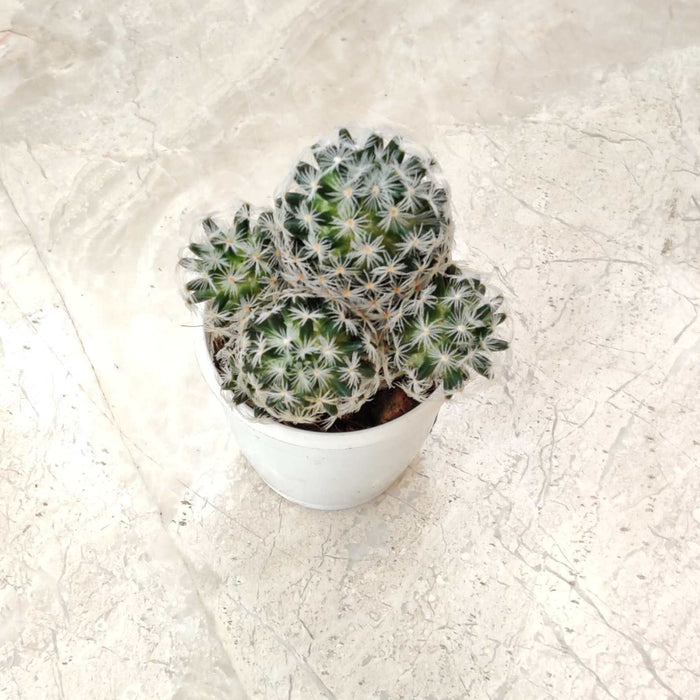 Cactus Mammillaria Gracilis 'Antje' 7 cm pot