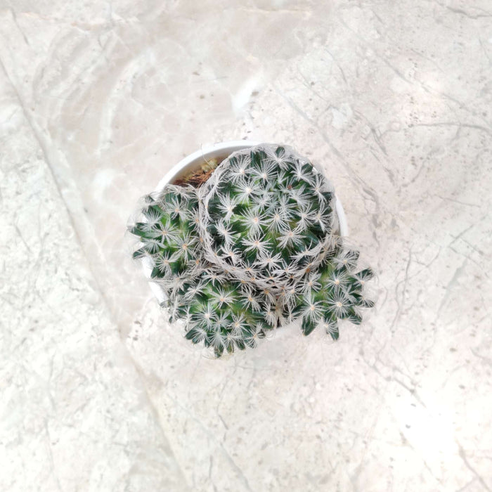 Cactus Mammillaria Gracilis 'Antje' 7 cm pot