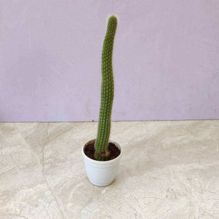 Snake Cactus Pitayita 7 cm pot