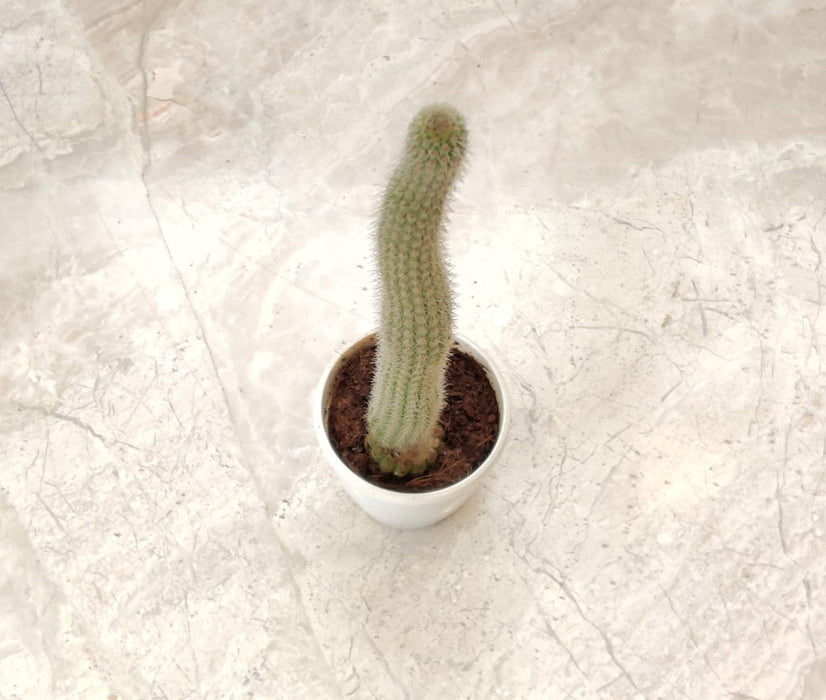 Snake Cactus Pitayita 7 cm pot