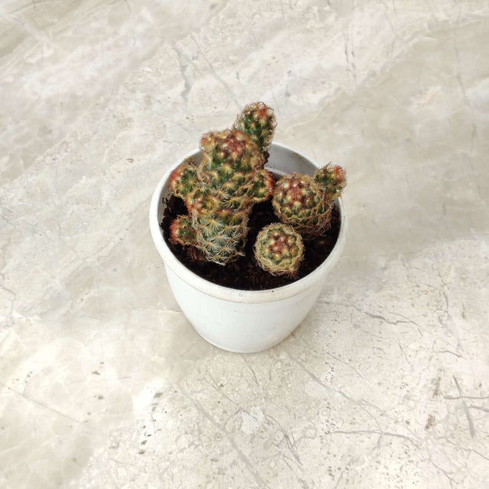 Lady Finger Cactus 7 cm pot