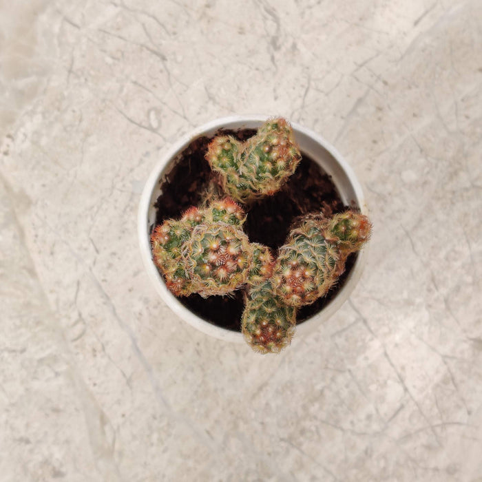 Lady Finger Cactus 7 cm pot