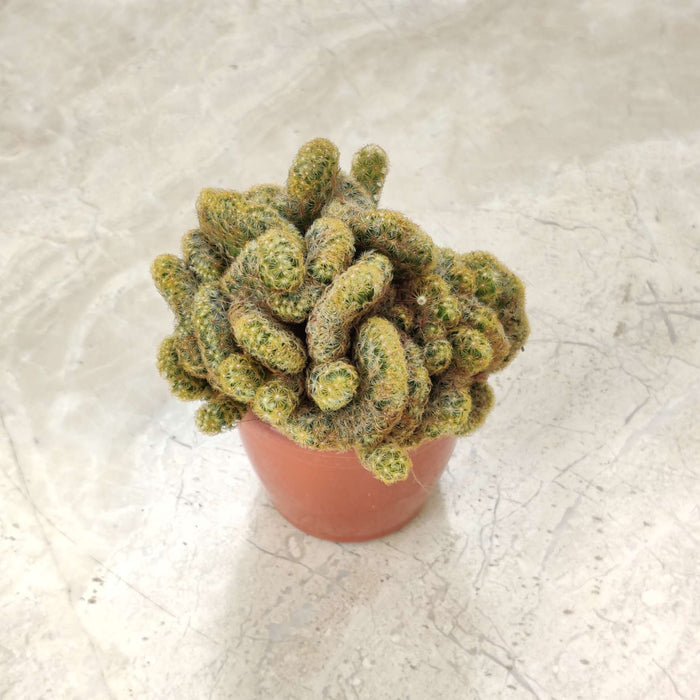 Small Peyote Cactus  8.5 cm pot