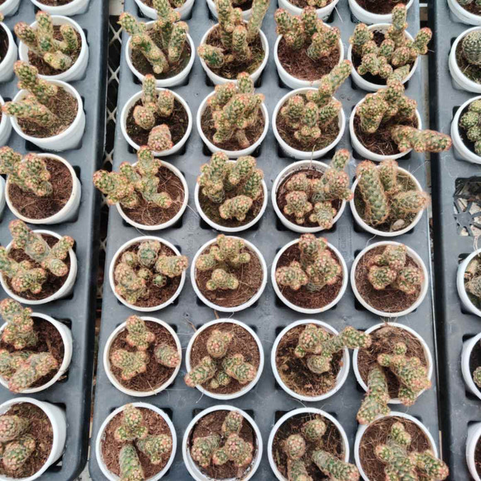 Lady Finger Cactus 7 cm pot