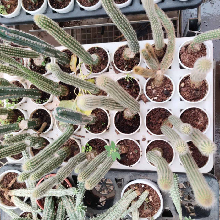 Snake Cactus Pitayita 7 cm pot