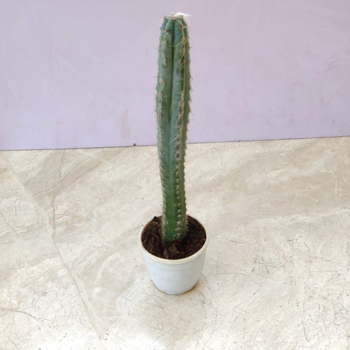 Pilosocereus Glaucescens 7 cm pot