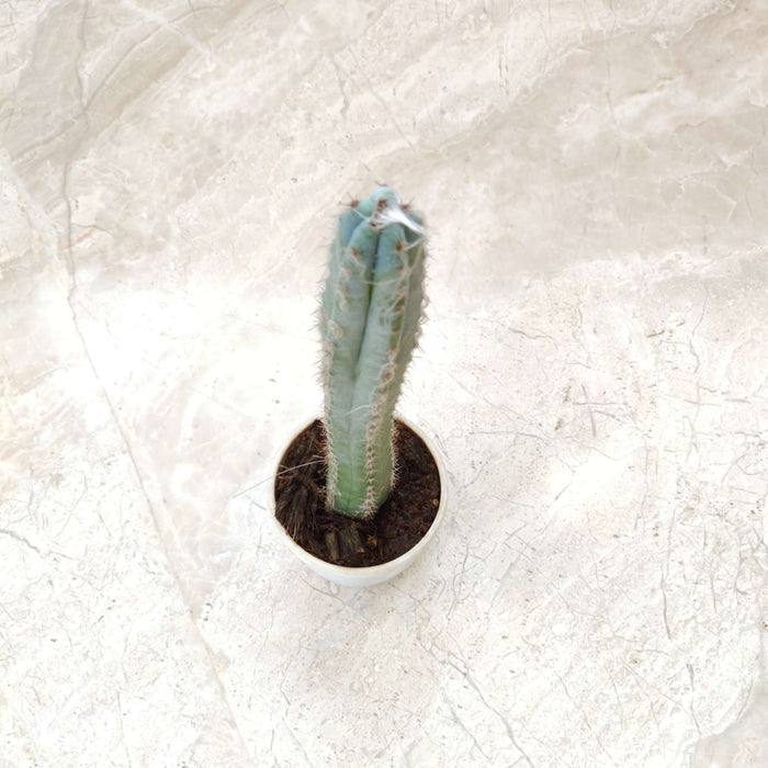 Pilosocereus Glaucescens 7 cm pot