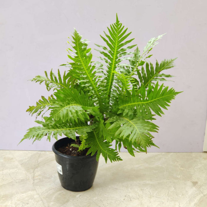 Tree Fern 12 cm pot