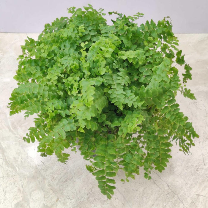 Fern Maidenhair 12 cm pot