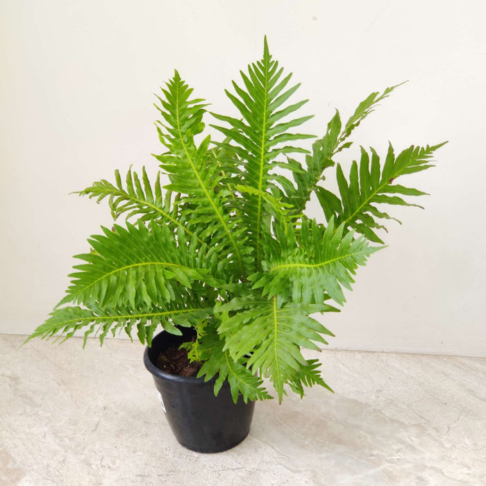 Tree Fern 12 cm pot