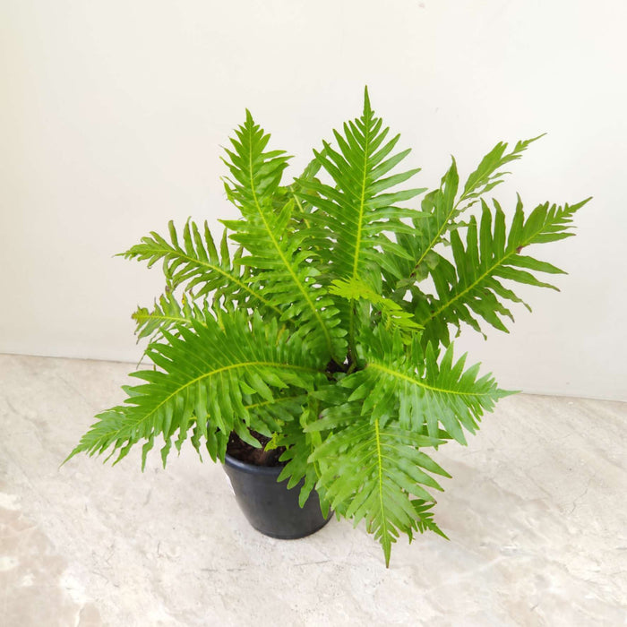 Tree Fern 12 cm pot