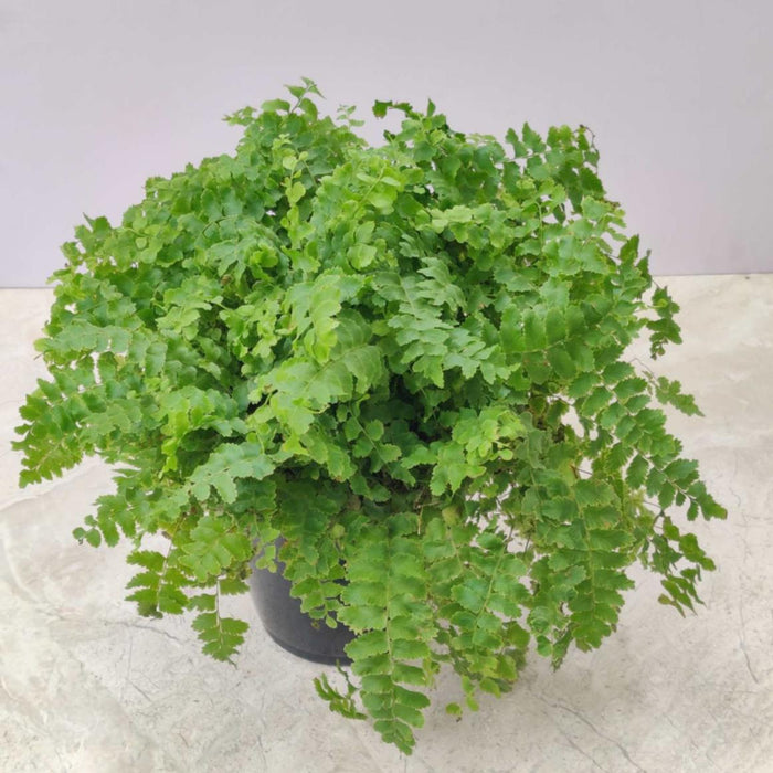 Fern Maidenhair 12 cm pot