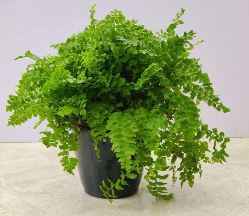 Fern Maidenhair 12 cm pot