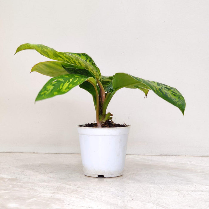 Homalomena 'Camouflage' 10 cm pot