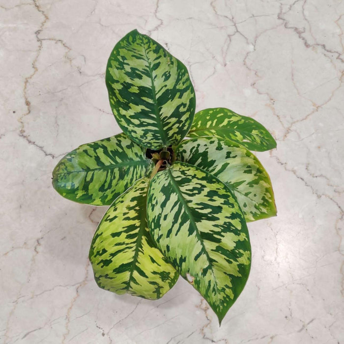 Homalomena 'Camouflage' 10 cm pot