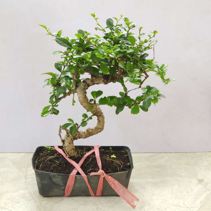 Ficus Bonsai Plant In 22 cm Pot (Copy)