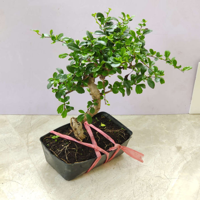 Ficus Bonsai Plant In 22 cm Pot (Copy)