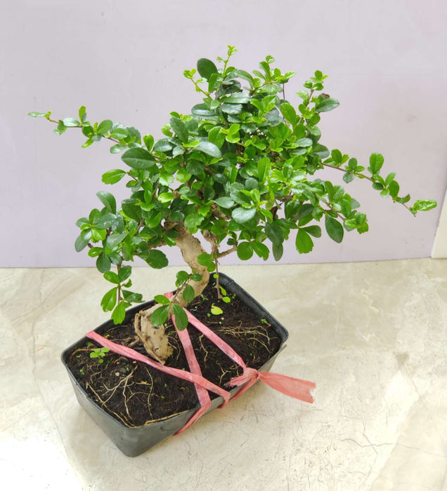 Ficus Bonsai Plant In 22 cm Pot (Copy)