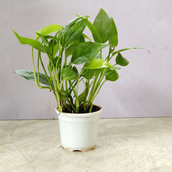 Epipremnum 'Blue' 10 cm pot