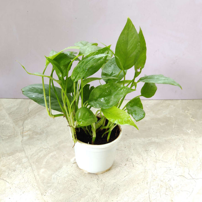 Epipremnum 'Blue' 10 cm pot