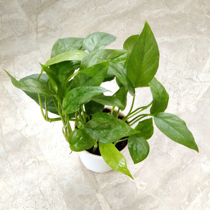 Epipremnum 'Blue' 10 cm pot