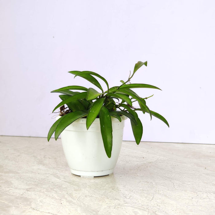 Hoya Longifolia 5.5 cm pot