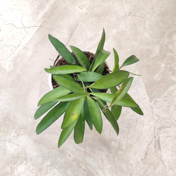 Hoya Longifolia 5.5 cm pot