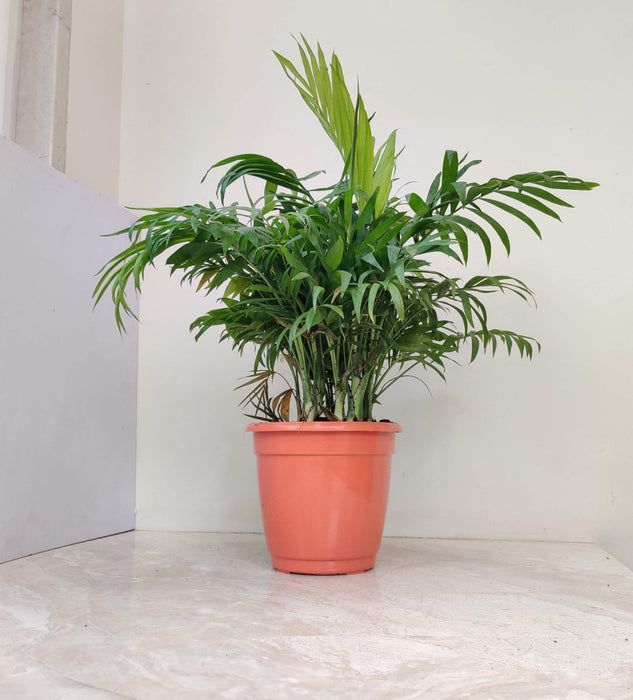 Bamboo Palm Plant  18 Cm Pot