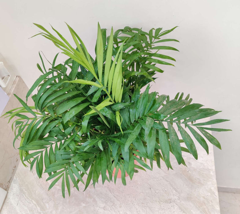 Bamboo Palm Plant  18 Cm Pot