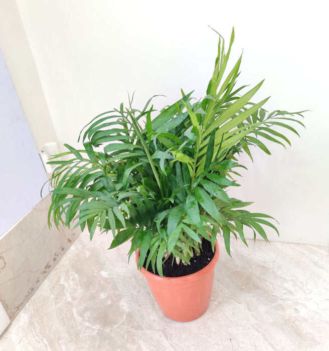 Bamboo Palm Plant  18 Cm Pot