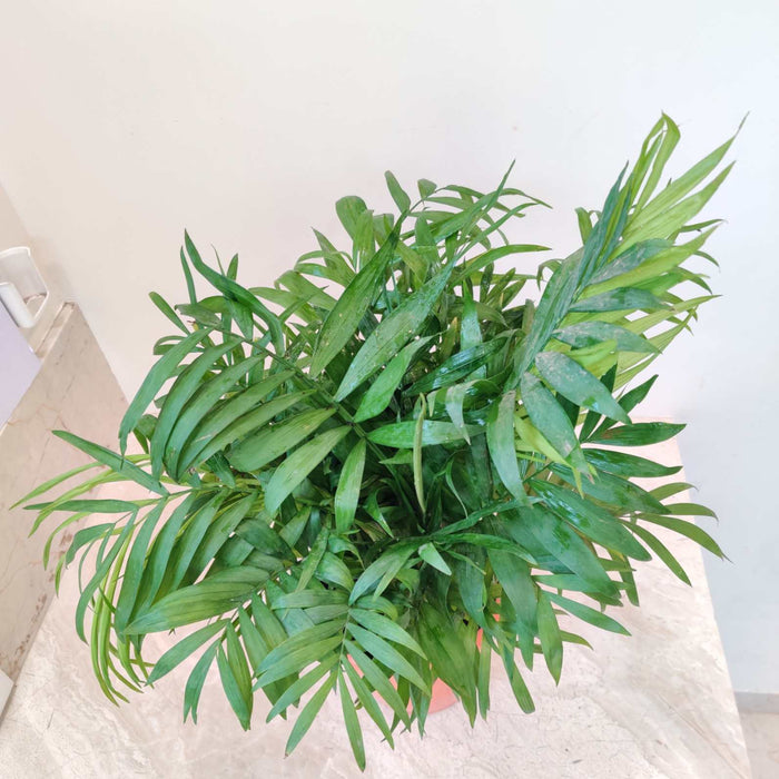 Bamboo Palm Plant  18 Cm Pot