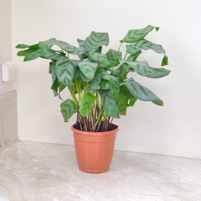 Calathea Bella 18 cm pot