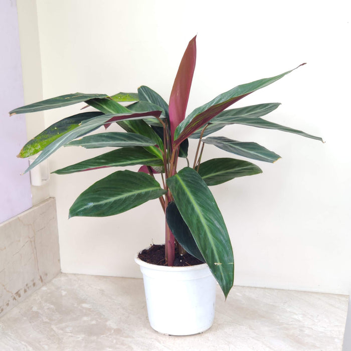Calathea Stromanthe Sanguinea Triostar 18 cm pot