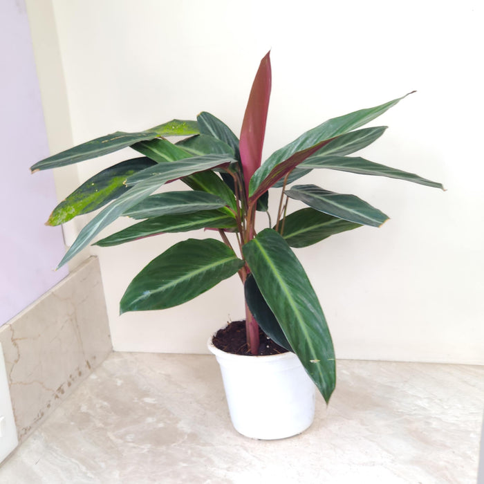 Calathea Stromanthe Sanguinea Triostar 18 cm pot