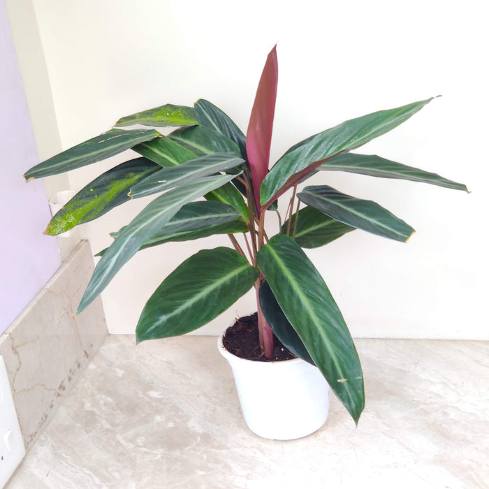 Calathea Stromanthe Sanguinea Triostar 18 cm pot
