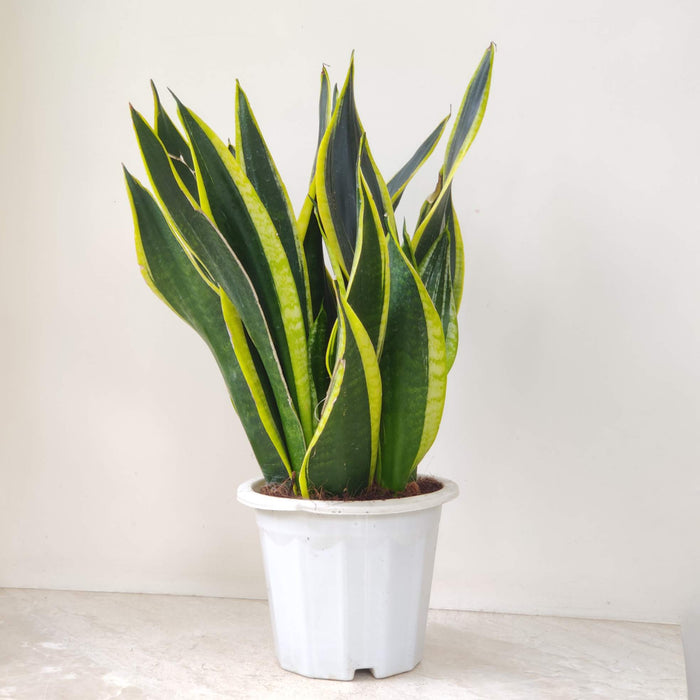 Sansevieria Trifasciata 'Black Gold' 18 cm pot