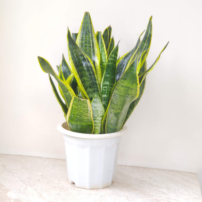 Sansevieria 'Superba' 18 cm pot