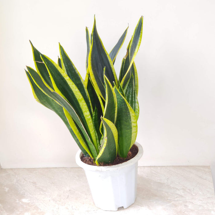 Sansevieria Trifasciata 'Black Gold' 18 cm pot