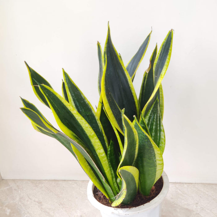 Sansevieria Trifasciata 'Black Gold' 18 cm pot