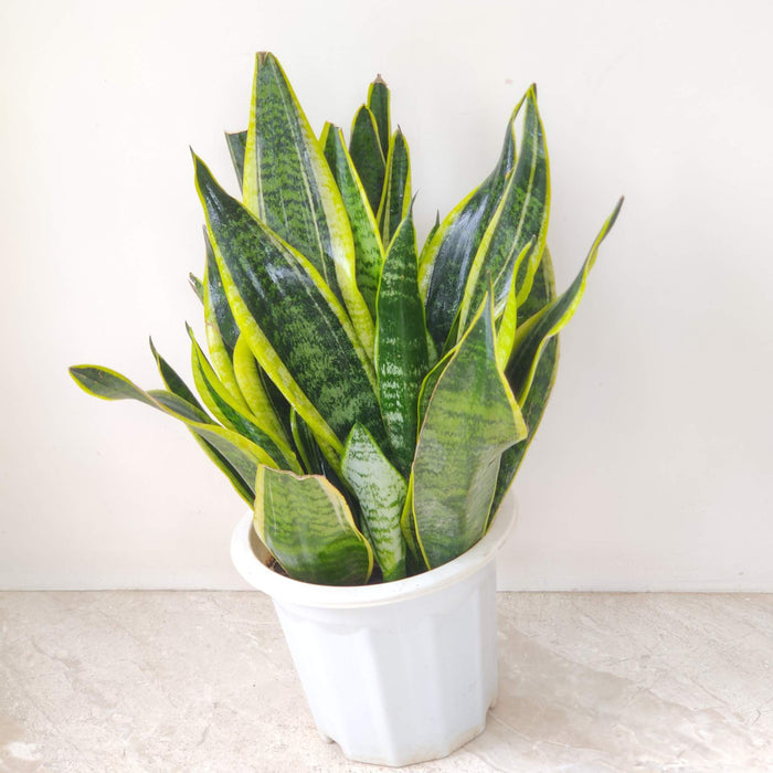 Sansevieria 'Superba' 18 cm pot