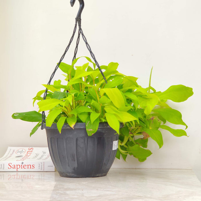 Philodendron Ceylon Golden Hanging Plant 20 cm pot