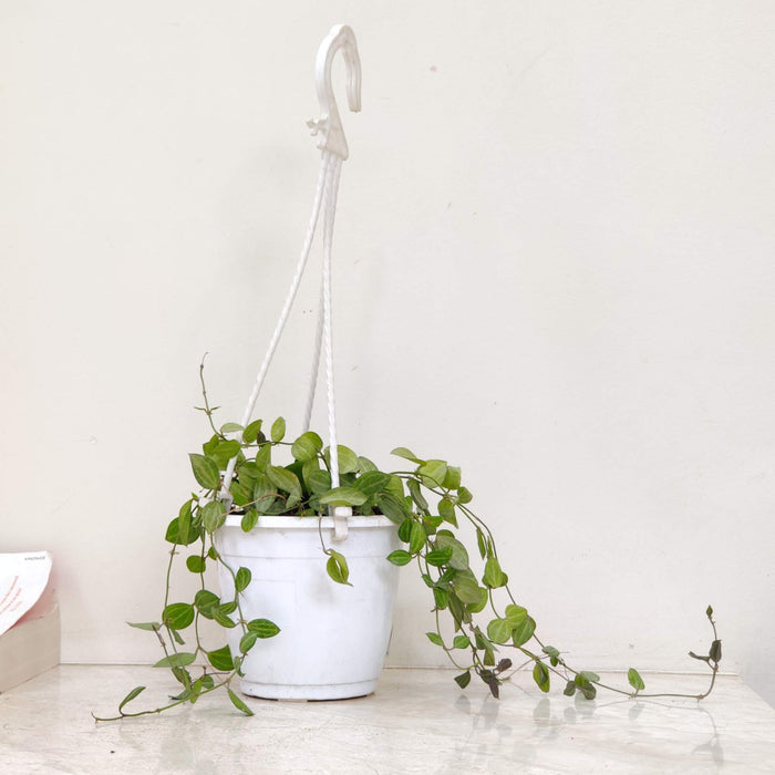 Dischidia Ovata Hanging 12 cm pot