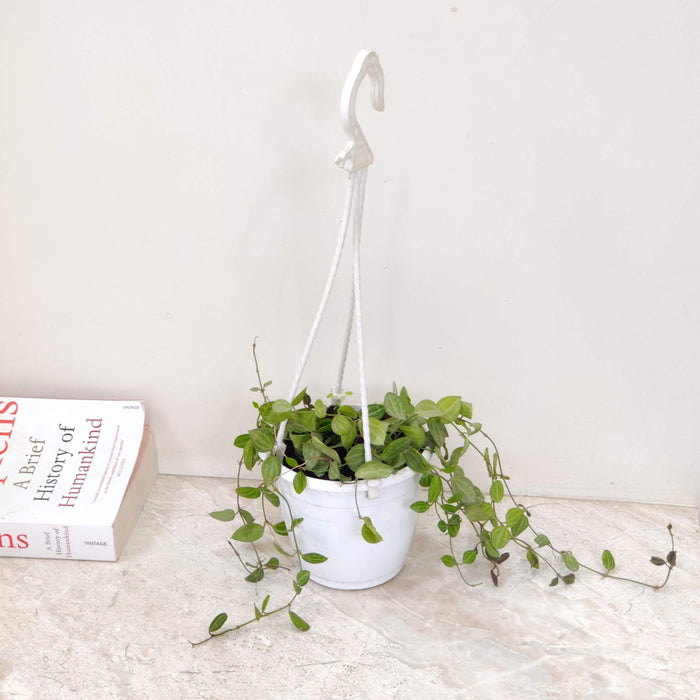 Dischidia Ovata Hanging 12 cm pot