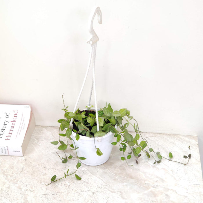 Dischidia Ovata Hanging 12 cm pot