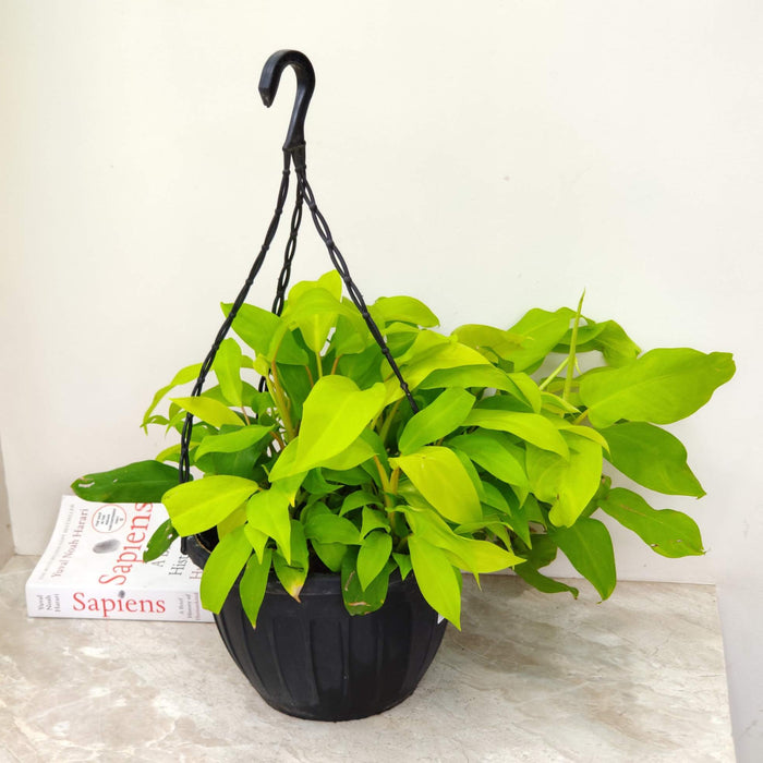 Philodendron Ceylon Golden Hanging Plant 20 cm pot