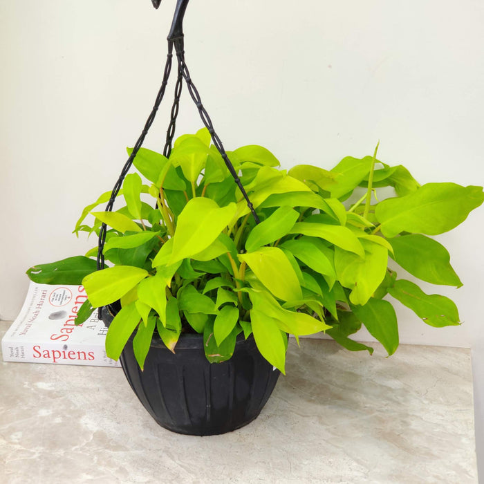 Philodendron Ceylon Golden Hanging Plant 20 cm pot