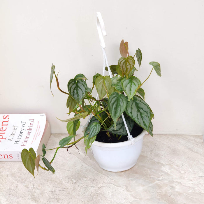 Philodendron Brandtianum Hanging 15 cm pot