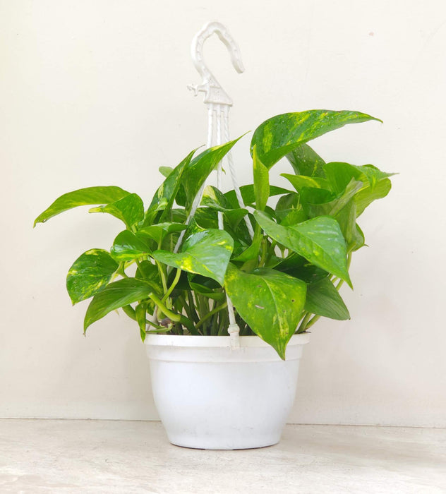 Money Plant Variegated Hanging 15 cm pot