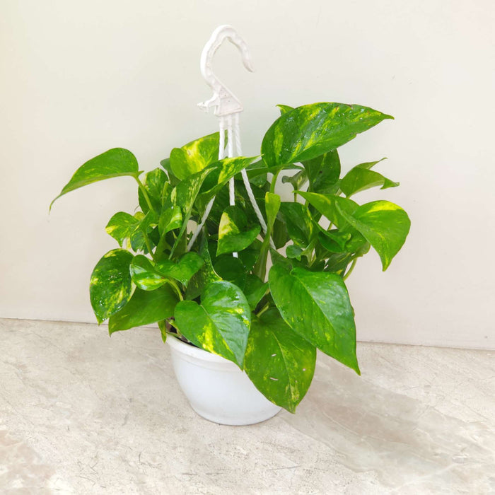 Money Plant Variegated Hanging 15 cm pot